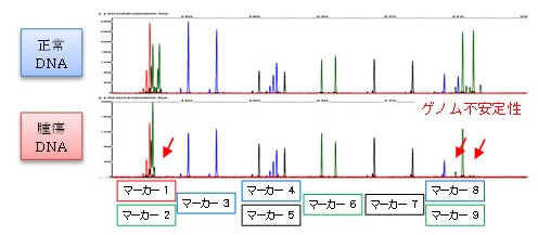 犬乳腺腫瘍マイクロサテライト解析における、ゲノム不安定性陽性例