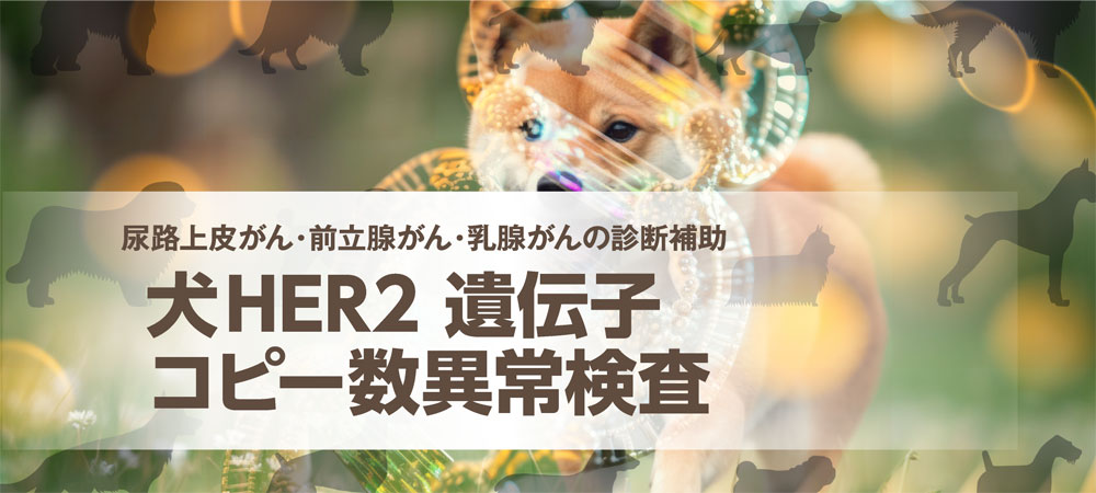 犬HER2遺伝子コピー数異常検査