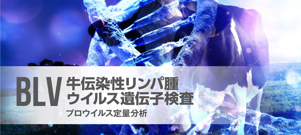 牛伝染性リンパ腫ウイルス遺伝子検査