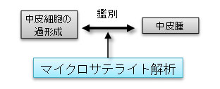 中皮腫と中皮細胞の過形成との鑑別に犬中皮腫マイクロサテライト解析を活用