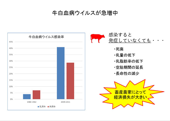 牛白血病ウイルスが急増中--牛白血病ウイルス遺伝子検査--