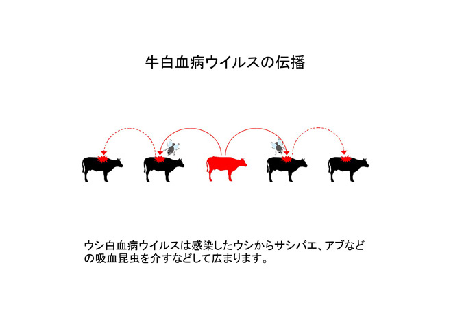 牛白血病ウイルスの伝播--牛白血病ウイルス遺伝子検査--