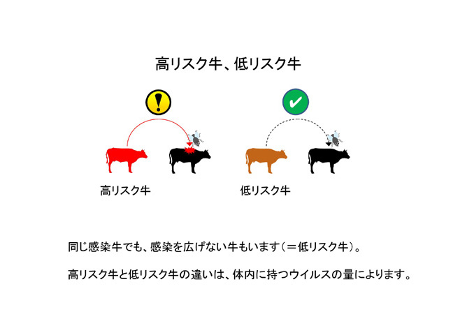 高リスク牛と低リスク牛--牛白血病ウイルス遺伝子検査--