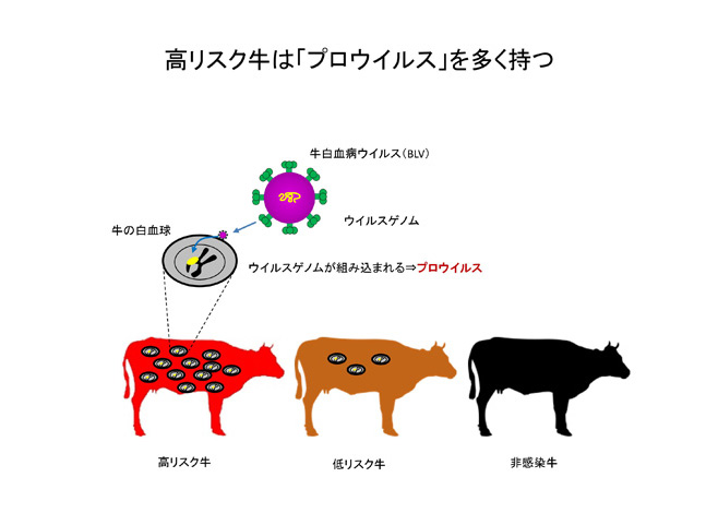 高リスク牛は「プロウイルス」を多く持つ--牛白血病ウイルス遺伝子検査--