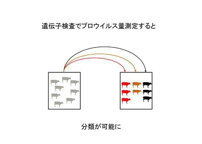 遺伝子検査で分類が可能に--牛白血病ウイルス遺伝子検査--