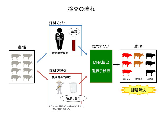 検査の流れ--牛白血病ウイルス遺伝子検査--